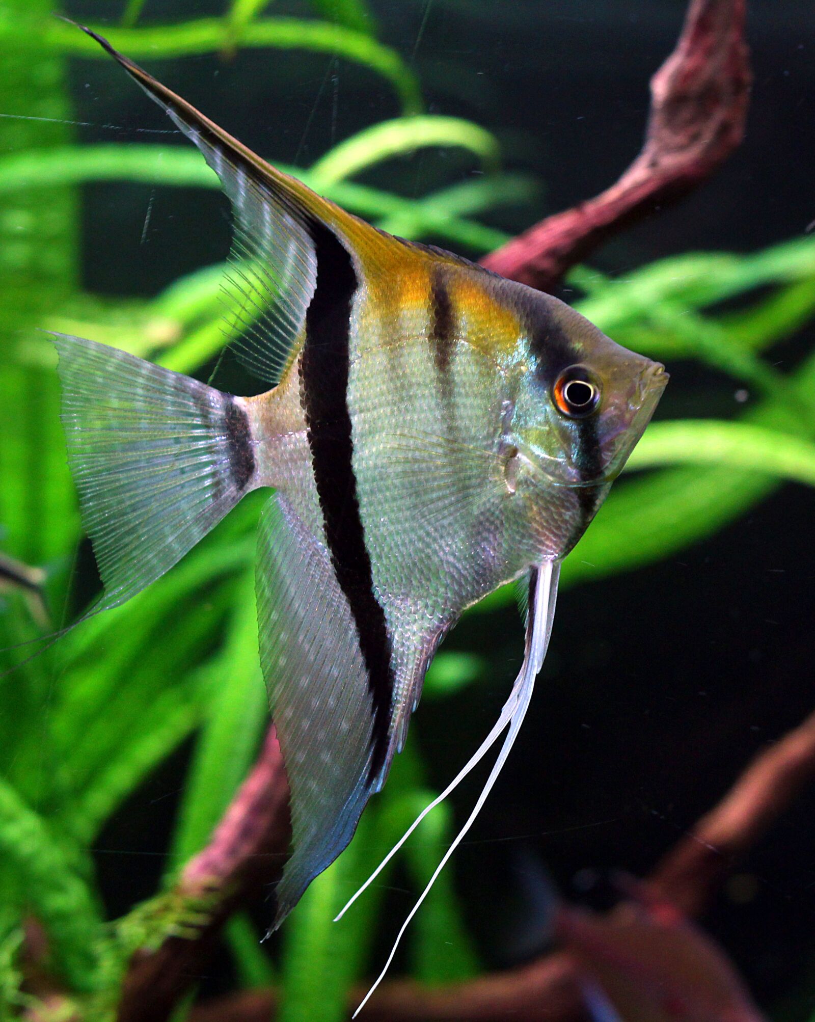 Canon EOS 1200D (EOS Rebel T5 / EOS Kiss X70 / EOS Hi) sample photo. Fish, in aqua rime photography