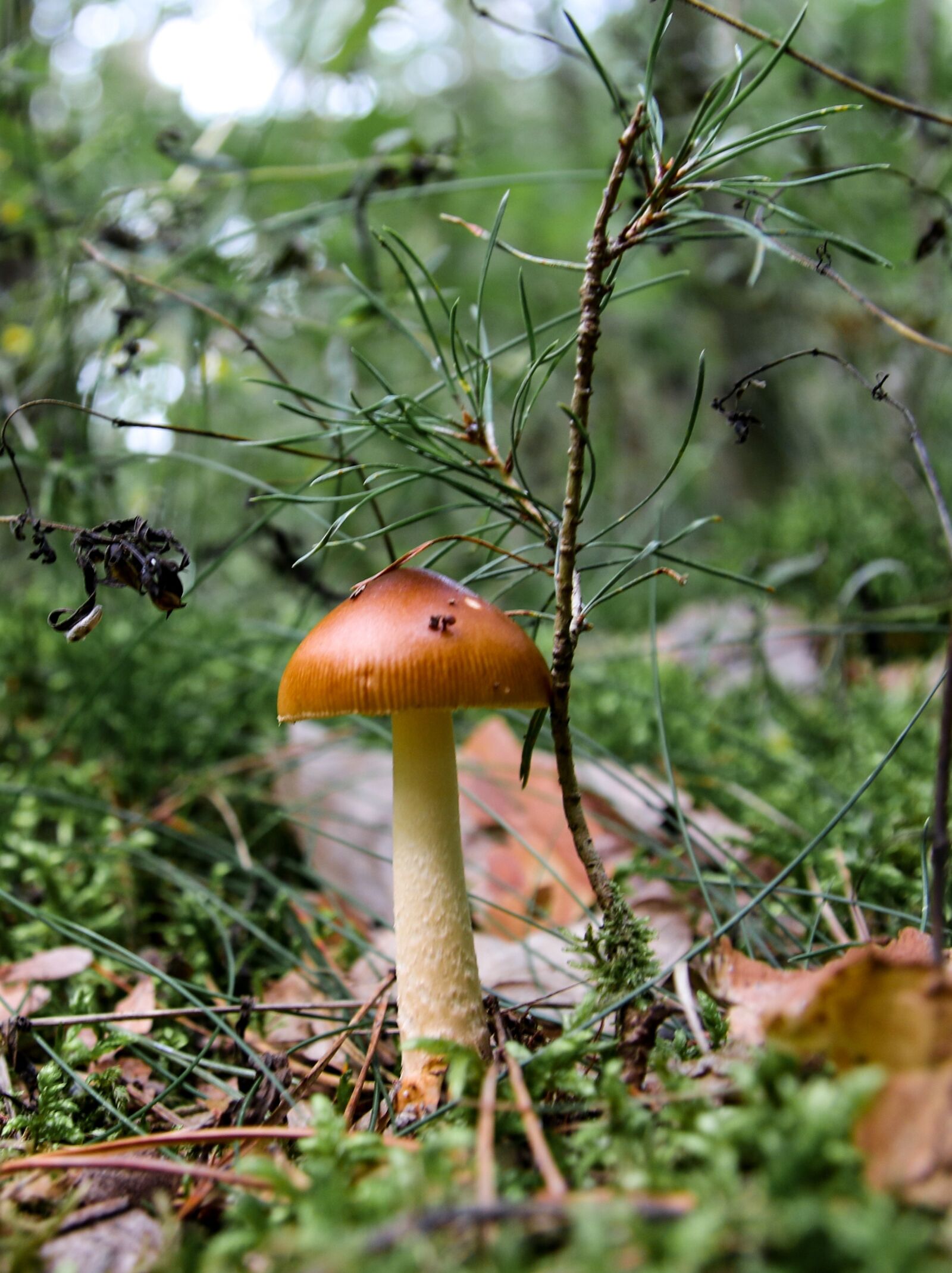 Canon EOS 70D sample photo. Mushroom, forest, mushroom picking photography