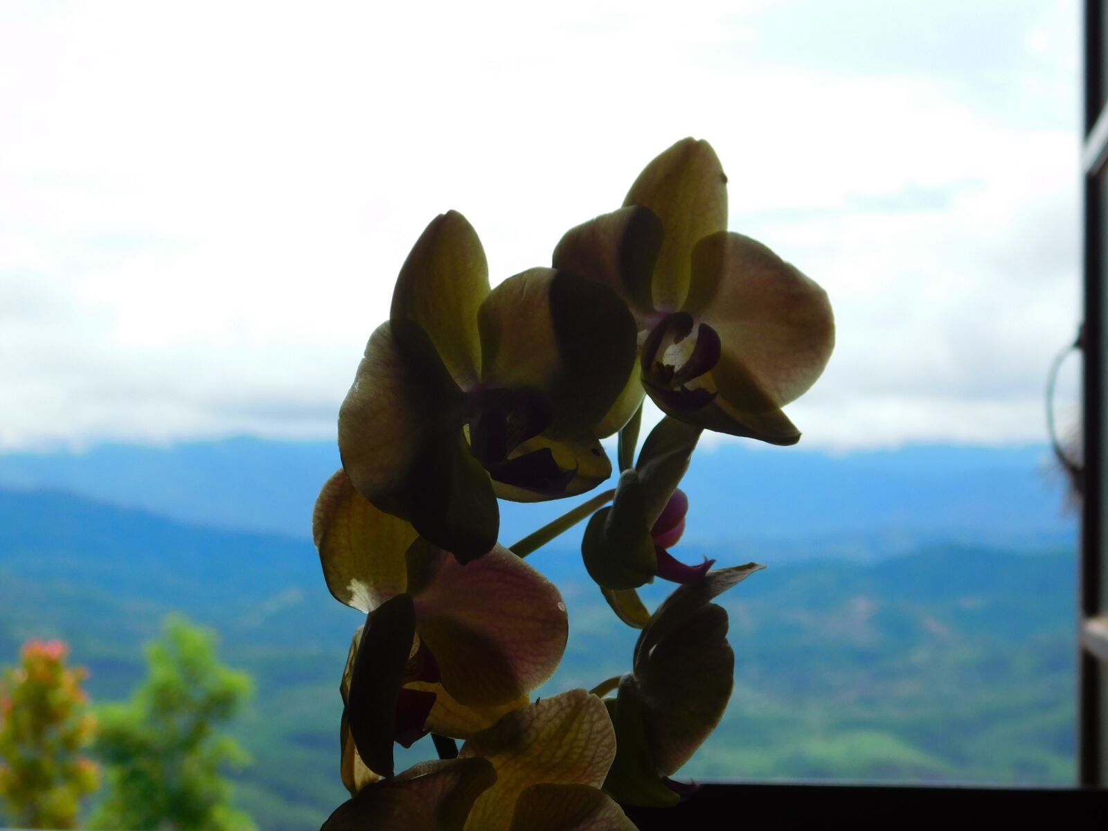 Nikon Coolpix L840 sample photo. Orchid, happy morning, beautiful photography