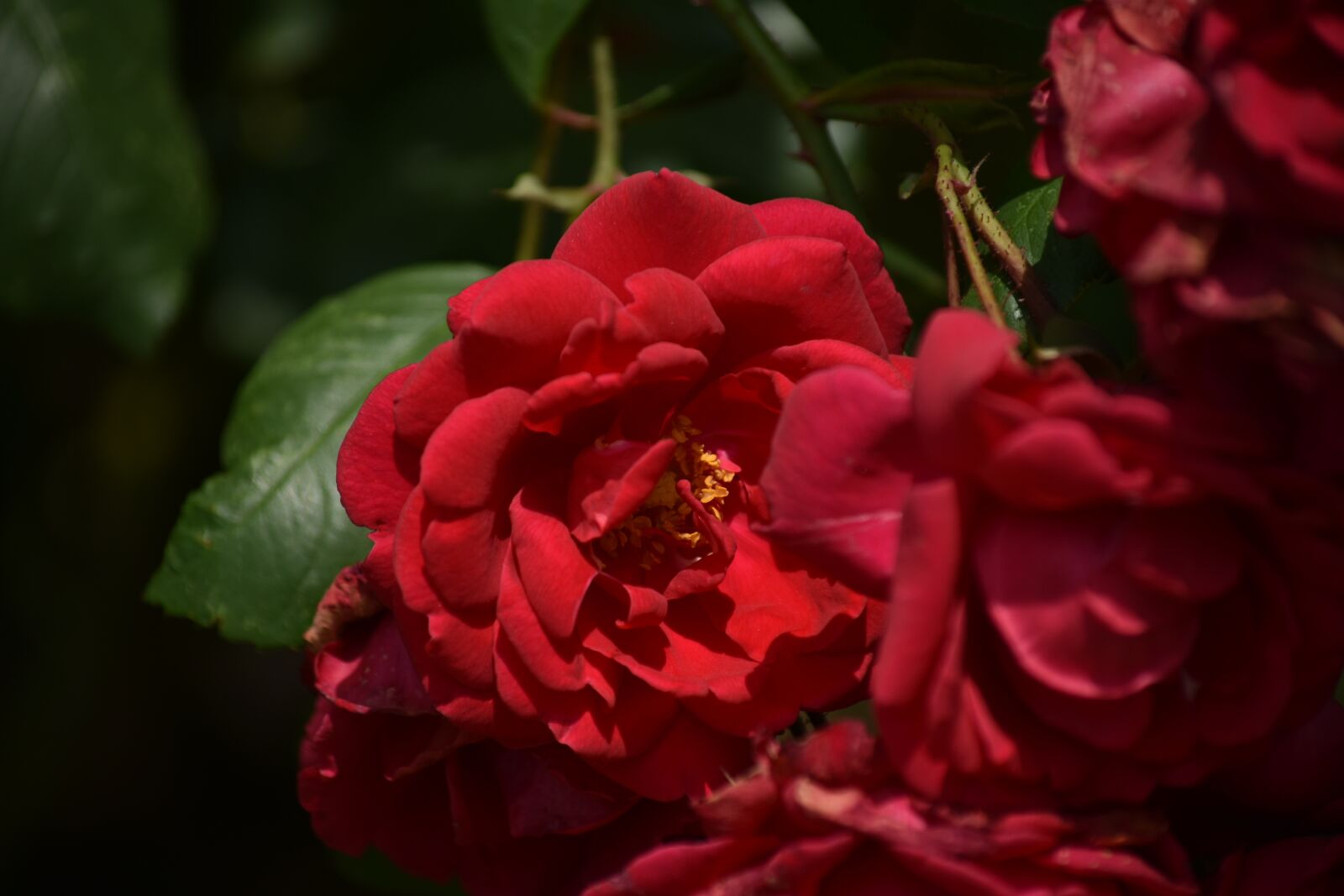 Nikon D3400 sample photo. Flower, plant, rosa photography