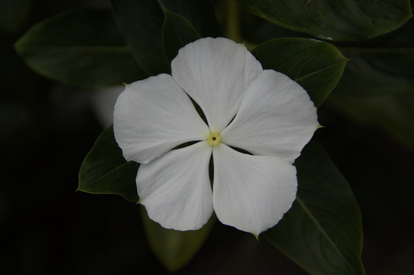 Sony SLT-A58 sample photo. White flower, white blossom photography