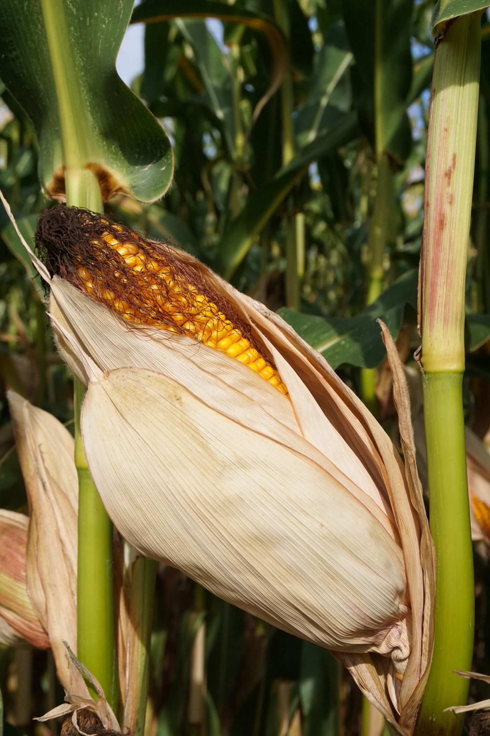 Sony E 16-50mm F3.5-5.6 PZ OSS sample photo. Corn, cornfield, corn on photography