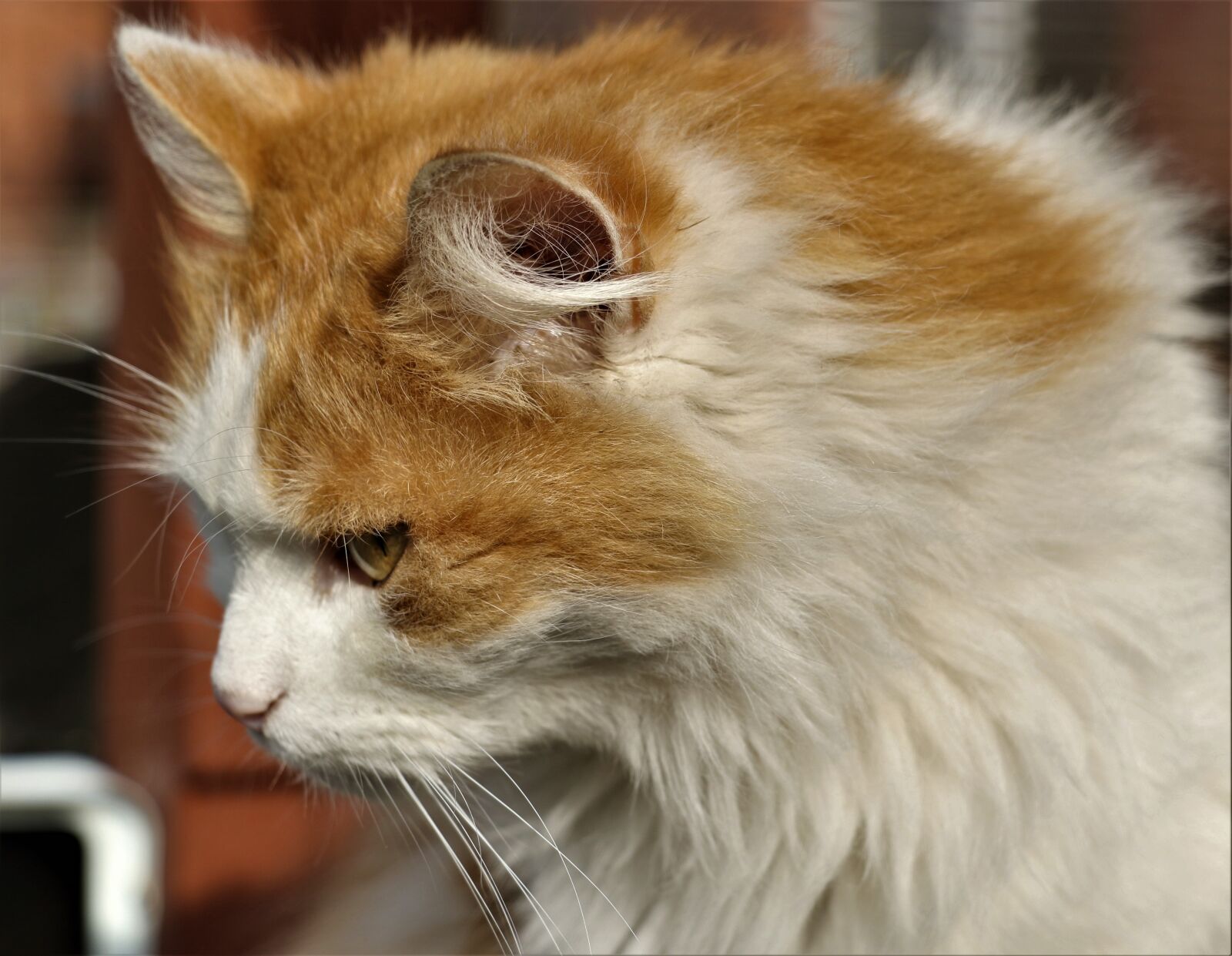 Canon EOS 7D Mark II sample photo. Cat, ginger, starring photography