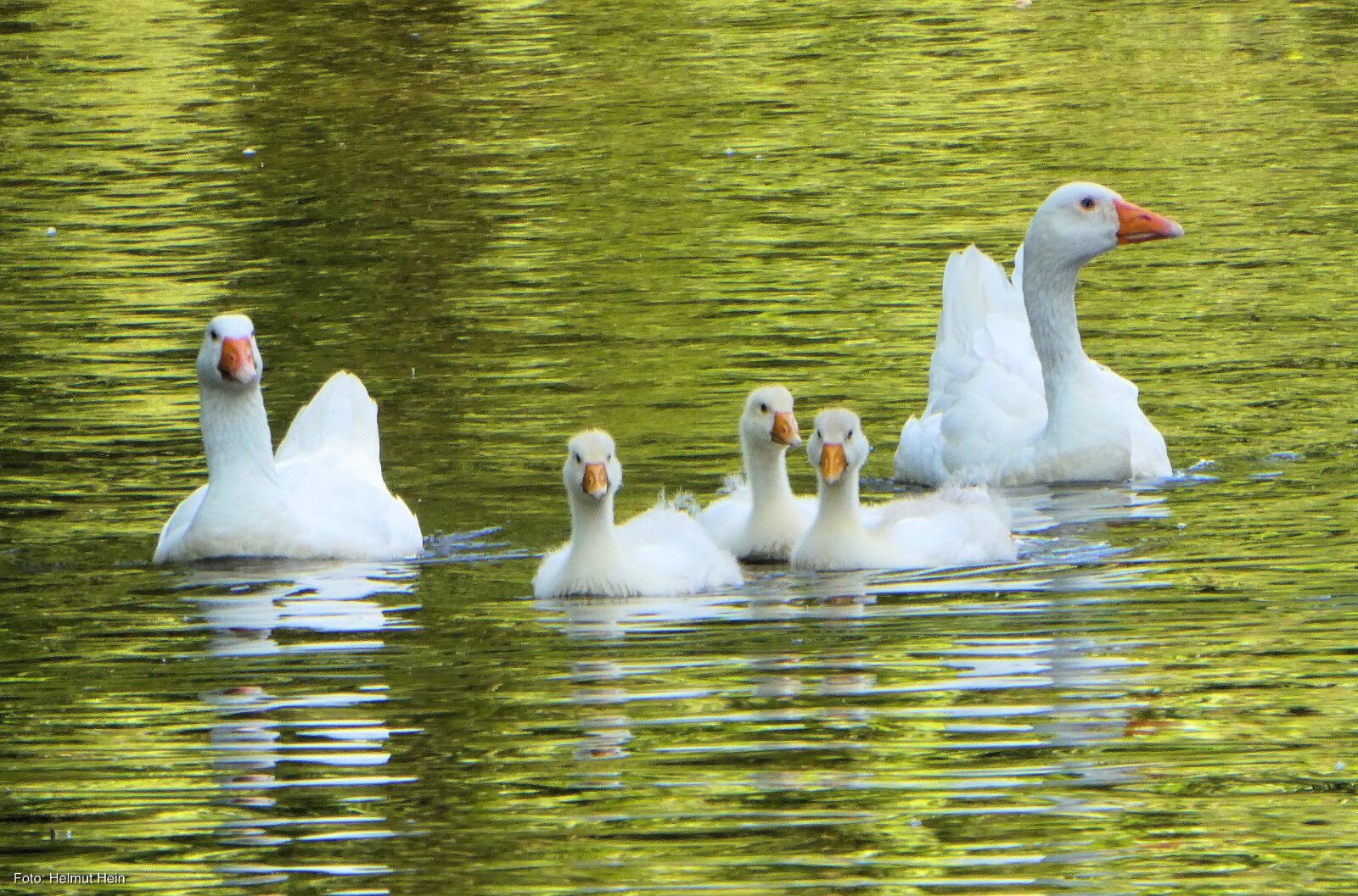 Panasonic DC-TZ91 sample photo. Animals, geese, goose photography
