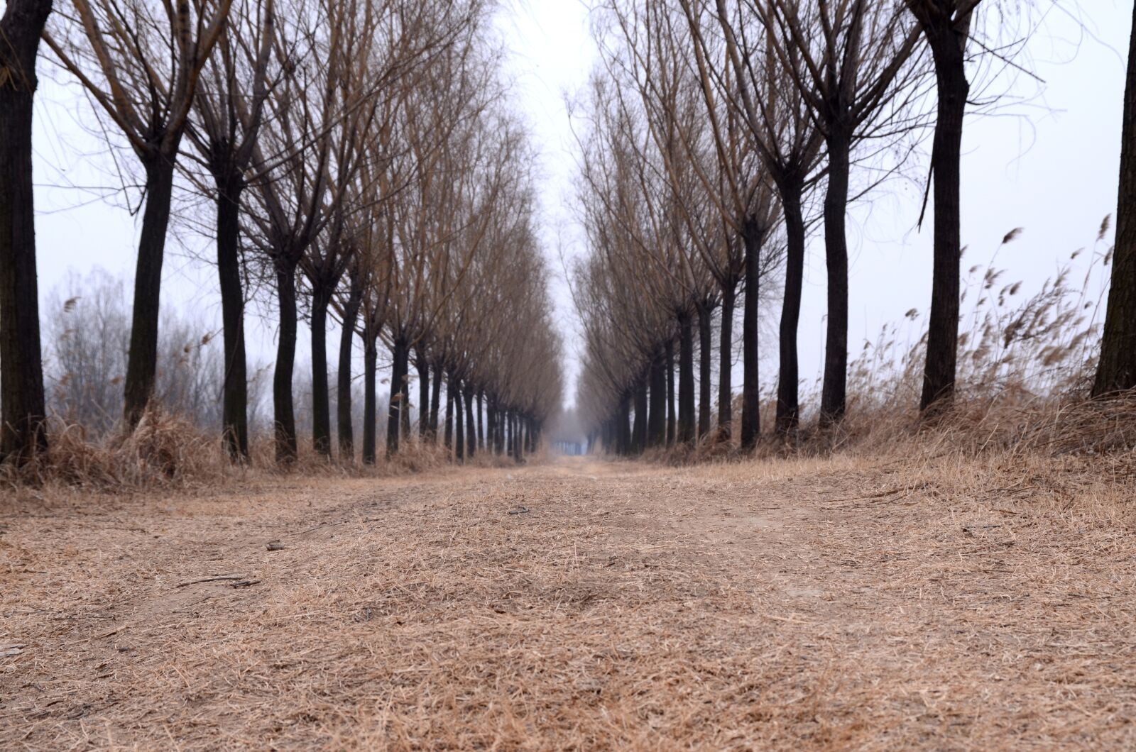 Nikon D7000 sample photo. Country, road, tree photography
