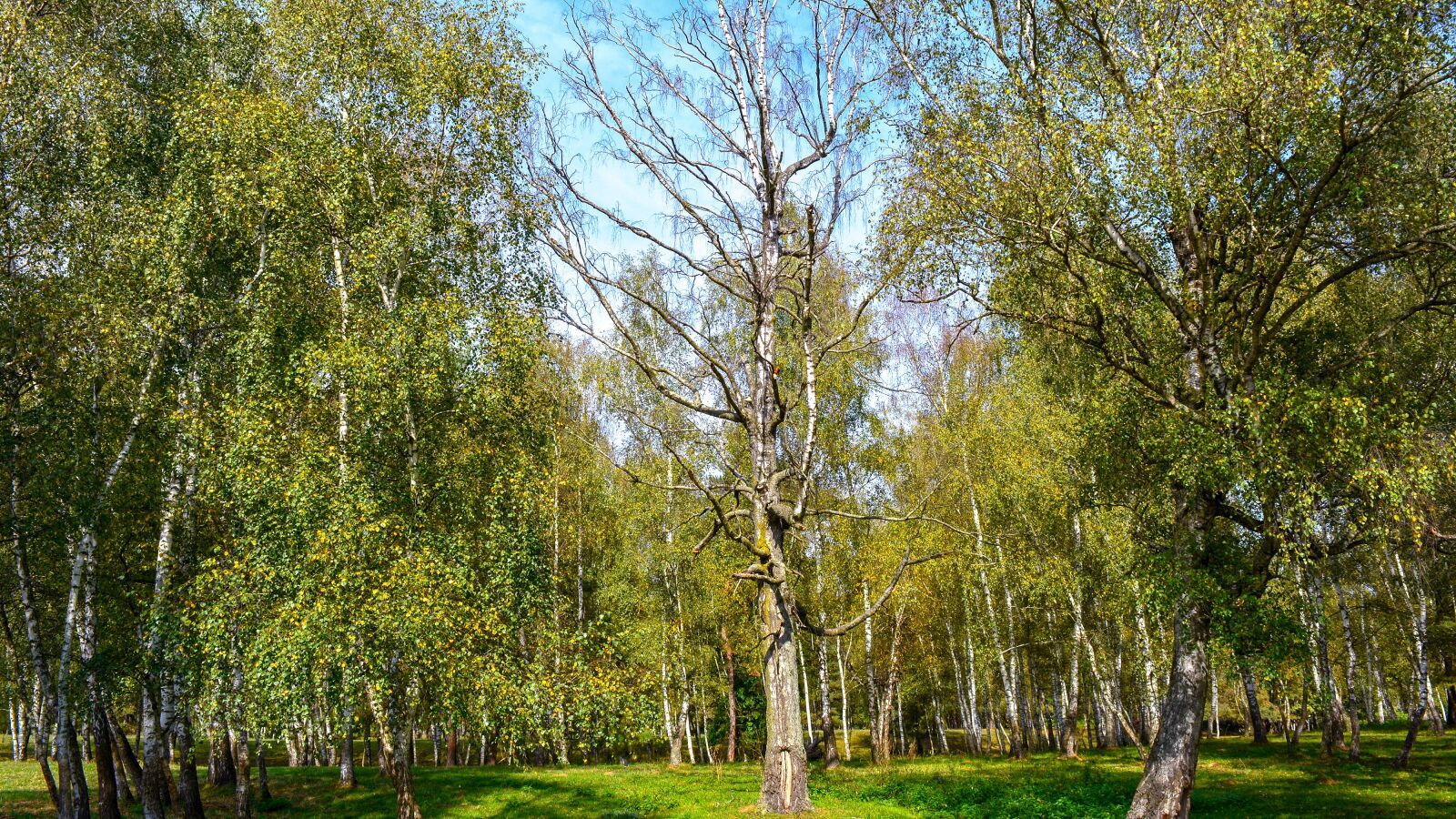 Nikon D5200 sample photo. Nature, forest, autumn photography