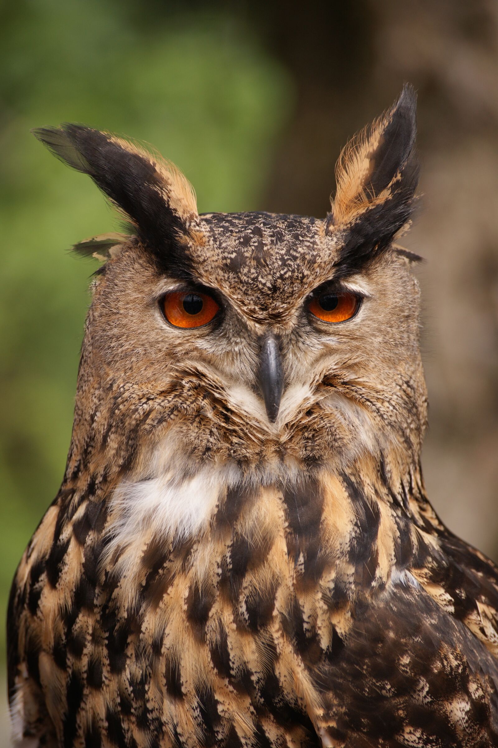 Sony Alpha DSLR-A350 sample photo. Owl, bird, animal photography