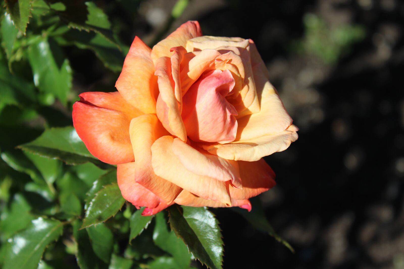 Canon EOS 600D (Rebel EOS T3i / EOS Kiss X5) sample photo. Orange, flower, orange flower photography