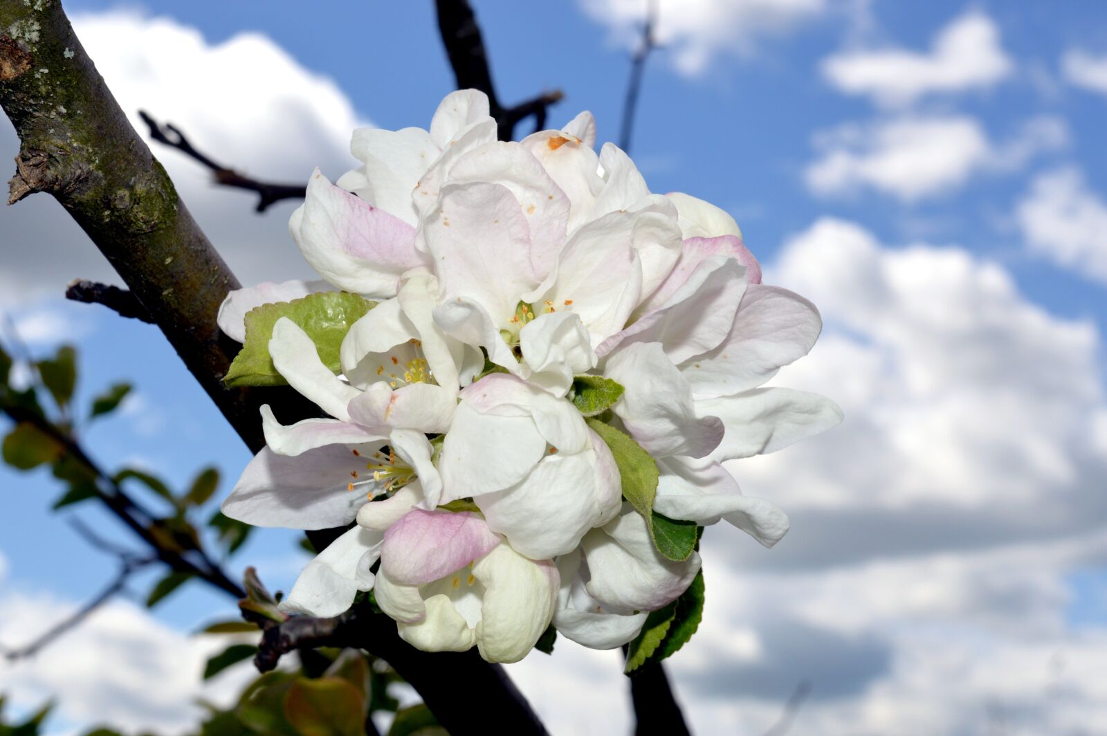 Nikon D3200 sample photo. Appletree, flowers, spring photography