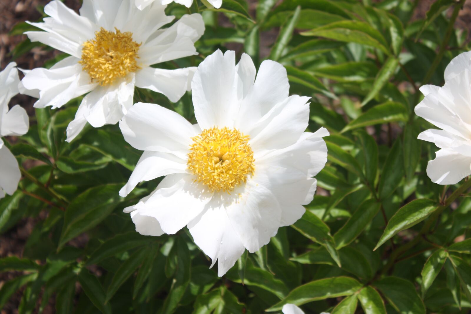 Canon EOS 450D (EOS Rebel XSi / EOS Kiss X2) sample photo. White flower, daisy, garden photography