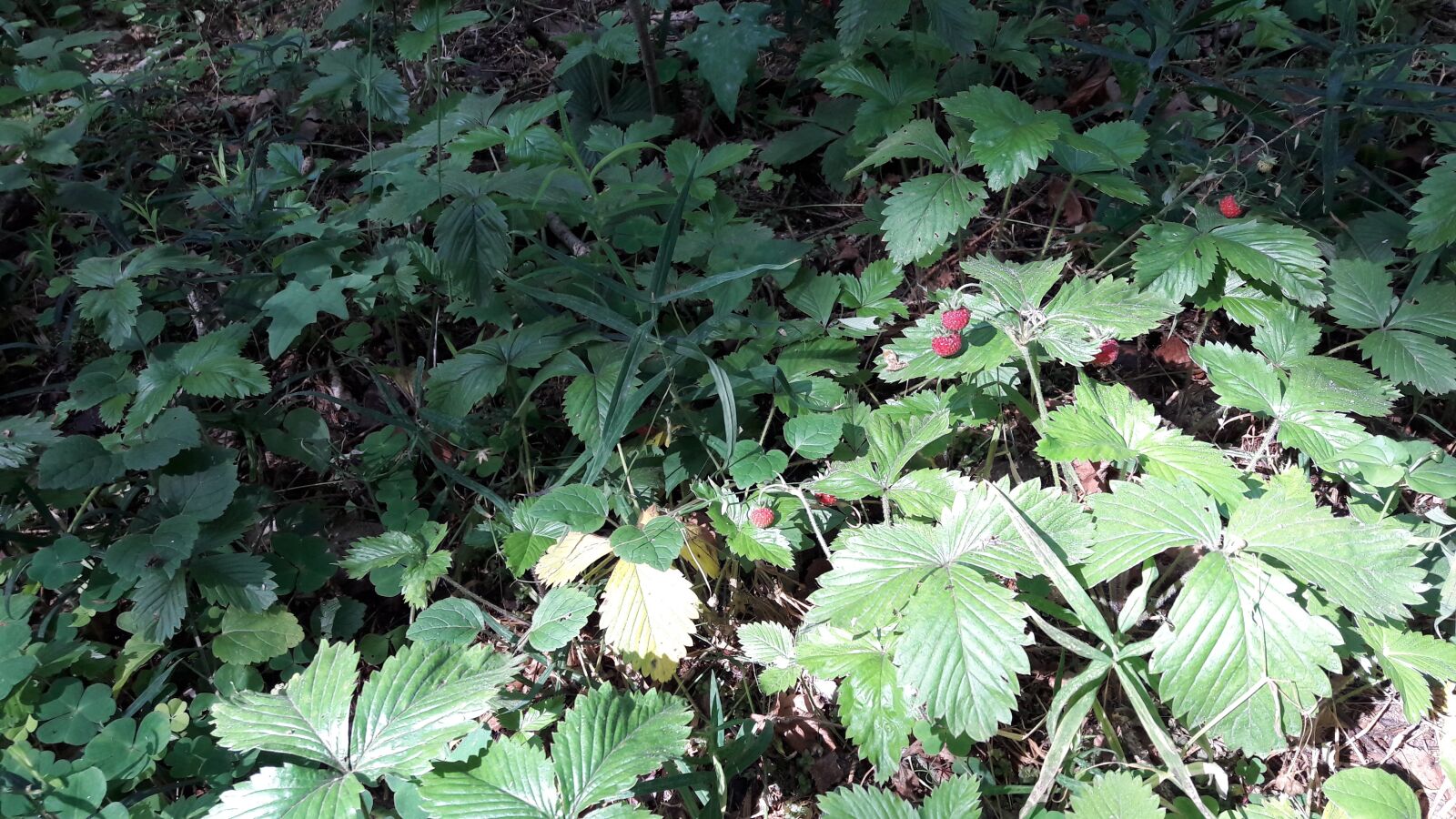Samsung Galaxy A5(2016) sample photo. Wild strawberry, forest, summer photography