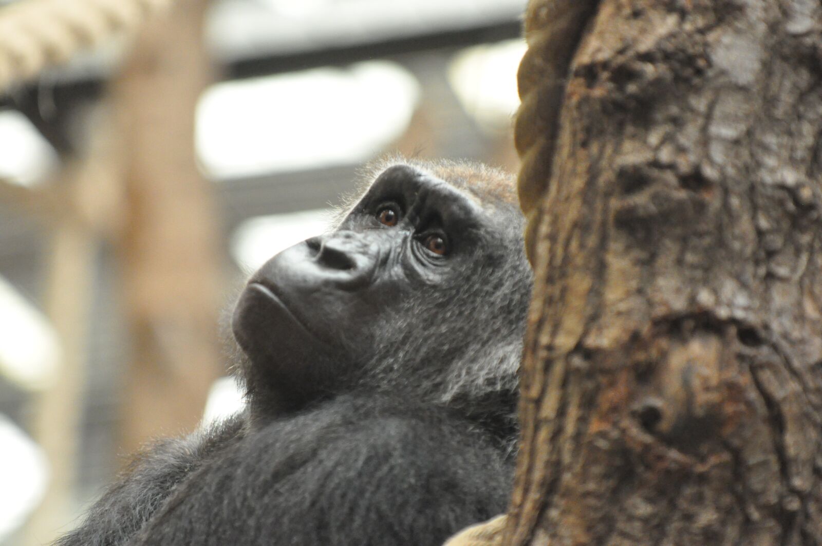 Nikon D90 sample photo. Thinking, gorrila, zoo photography