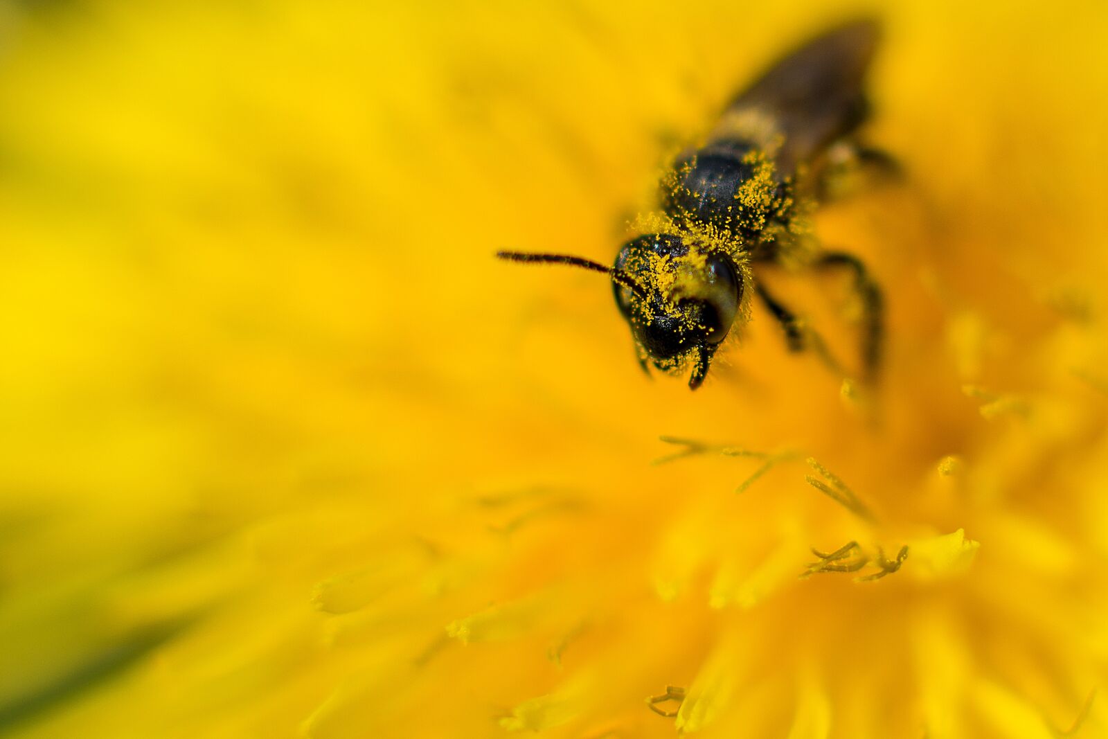 Nikon D7200 sample photo. Bee, dandelion, flower photography