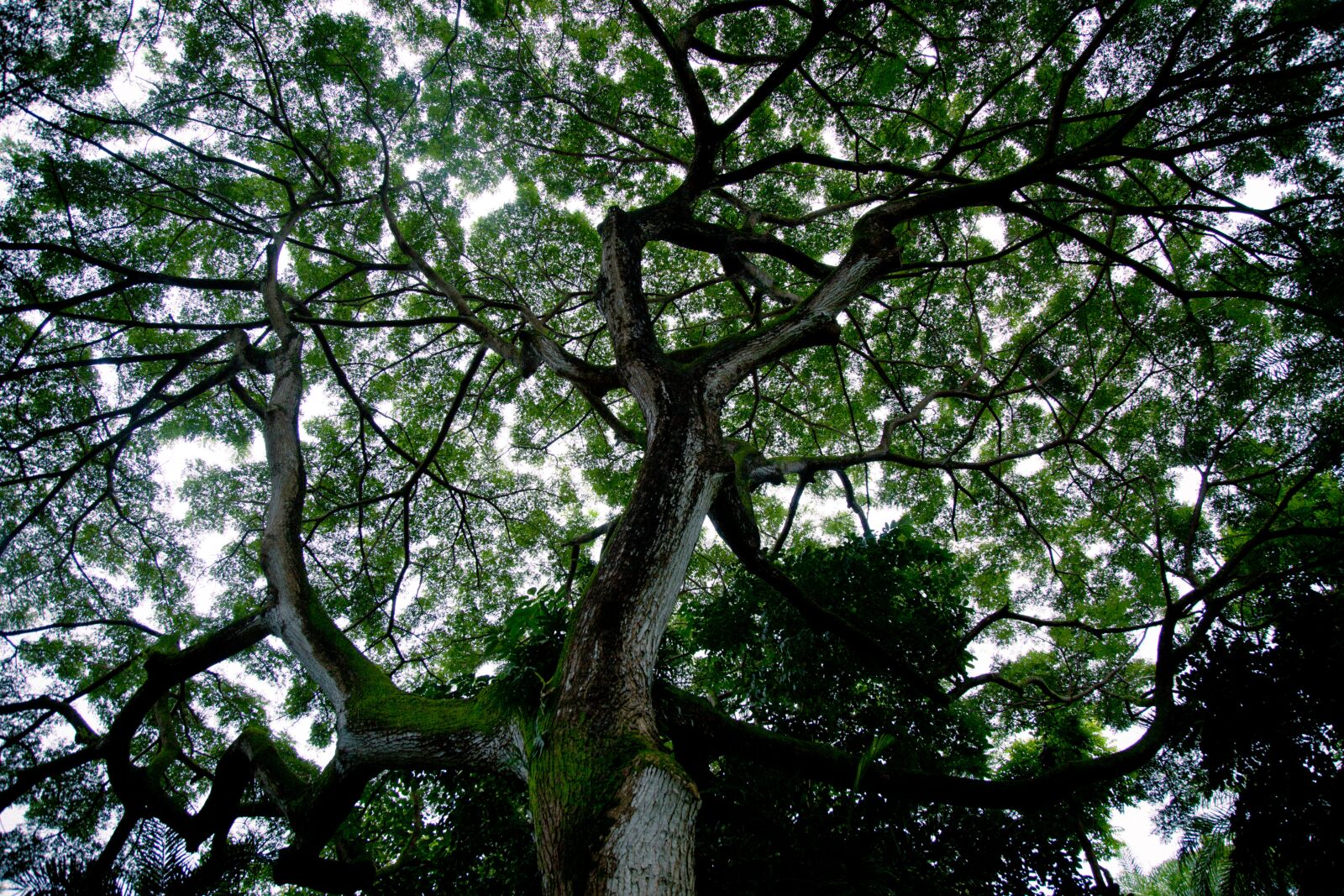 Canon EOS 5D Mark II sample photo. Tree silhouette, tree, sky photography