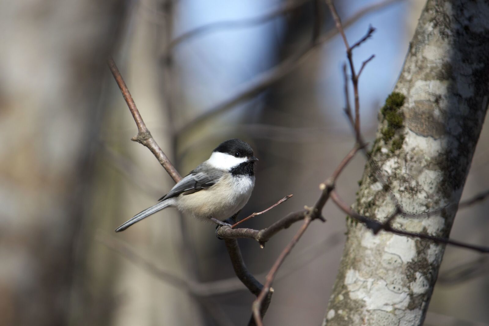 Canon EOS 550D (EOS Rebel T2i / EOS Kiss X4) sample photo. Tiny bird, animal, trees photography