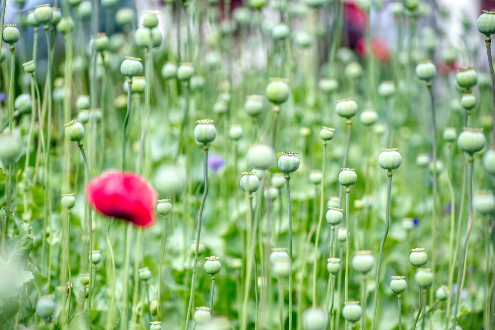 Nikon D750 sample photo. Poppy capsules, poppies, faded photography