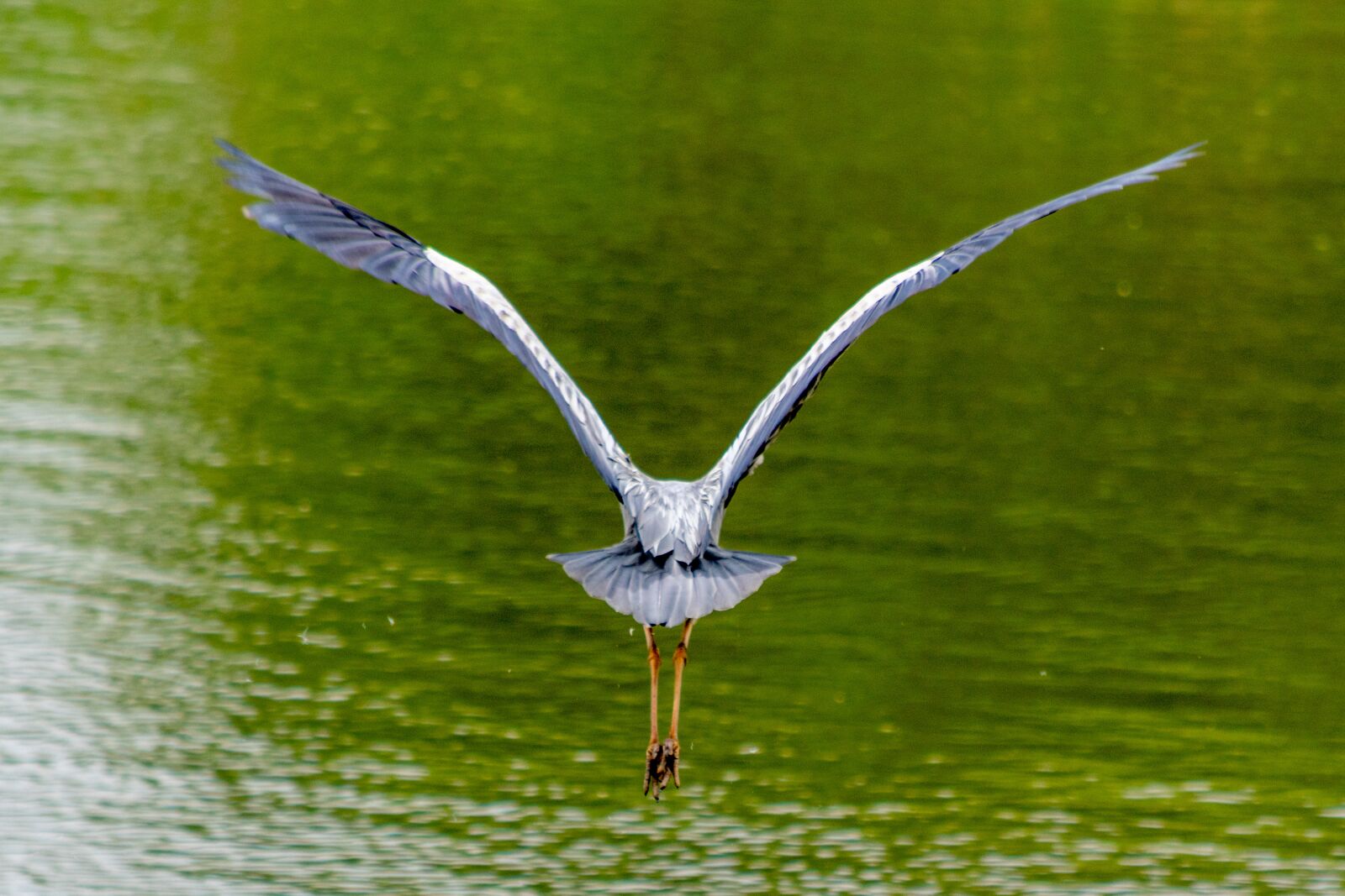 Nikon D3300 sample photo. Bird, fly, nature photography
