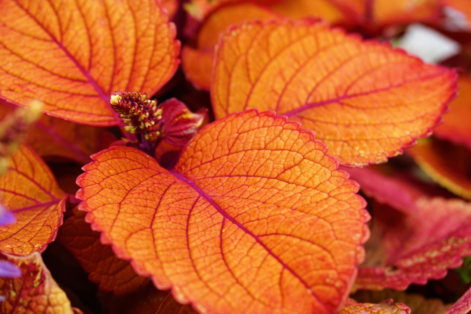 Sony a6000 sample photo. Autumn, colours, autumn, leaves photography