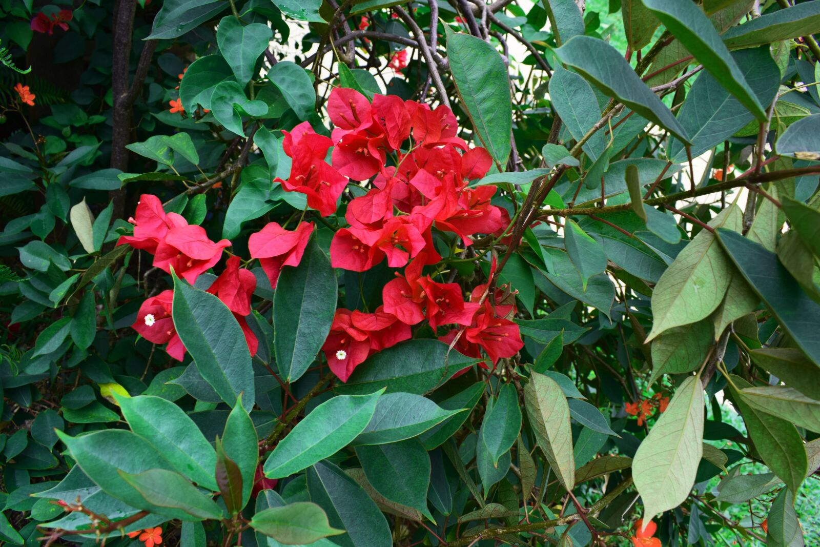 Nikon D5300 sample photo. Flowers, nature of thailand photography