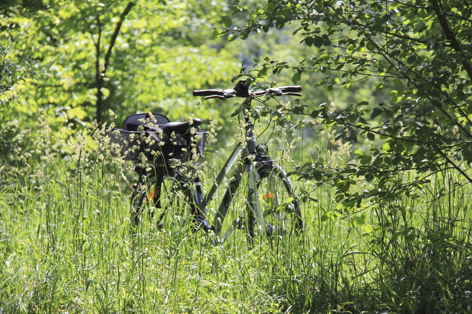 Canon EOS 60D sample photo. Nature, wood, tree photography