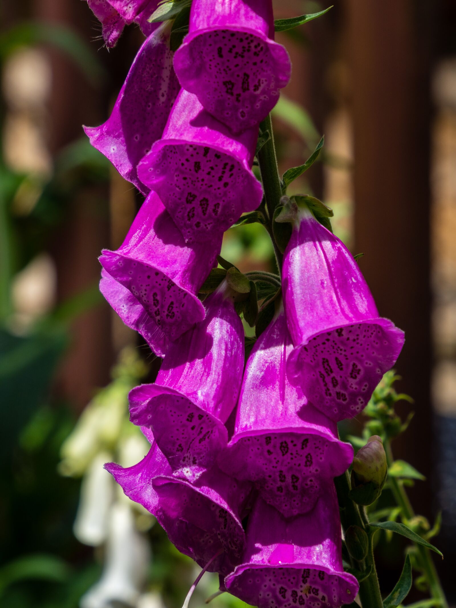 Olympus M.Zuiko Digital ED 12-200mm F3.5-6.3 sample photo. Foxglove, flower, cluster photography