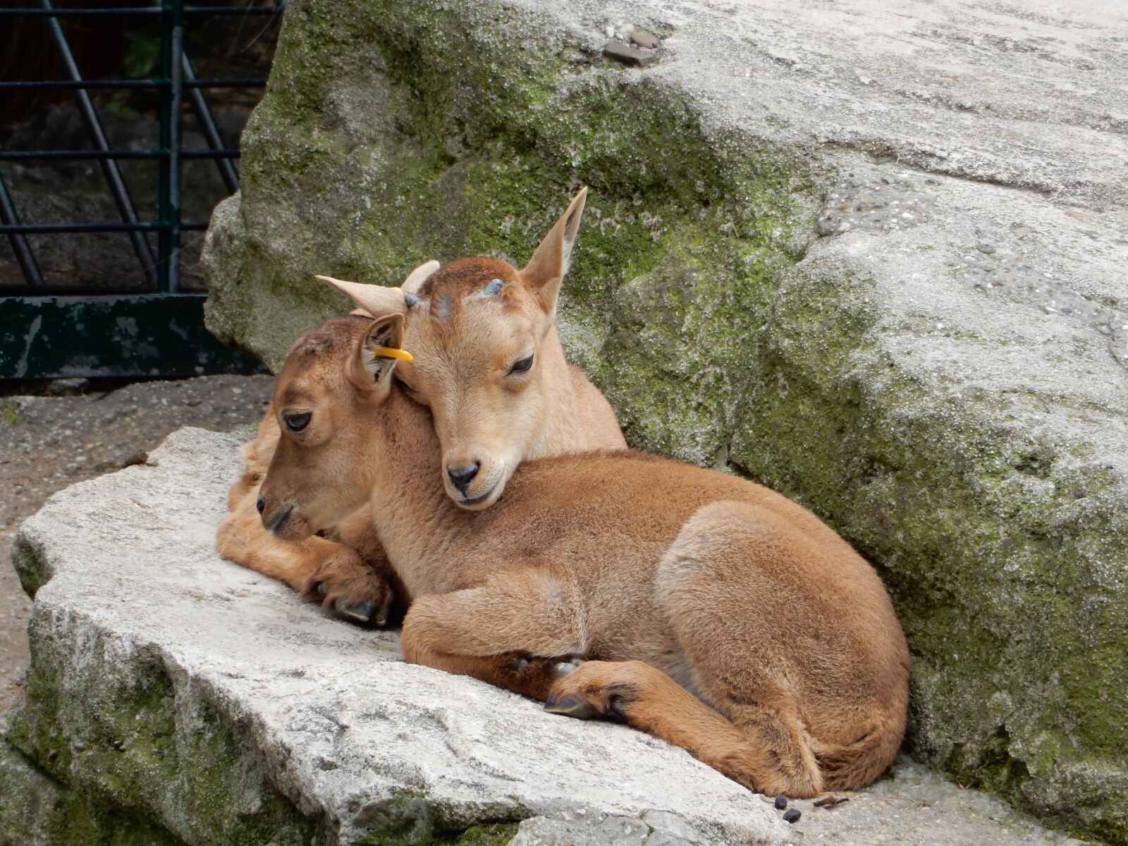 Nikon Coolpix S9900 sample photo. Capricorn, animal children, mountains photography