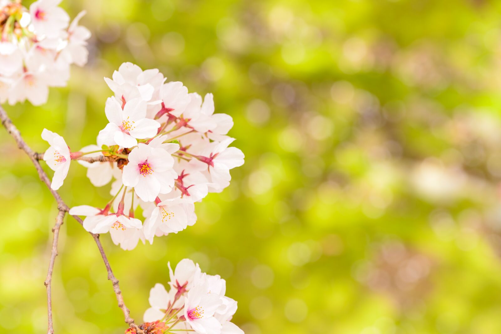 Nikon Df sample photo. Japan, landscape, spring photography