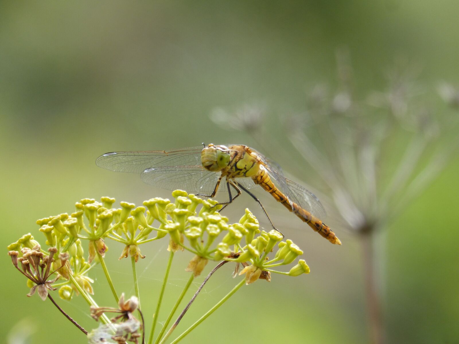 Panasonic DMC-FZ62 sample photo. Ib lula, yellow dragonfly photography