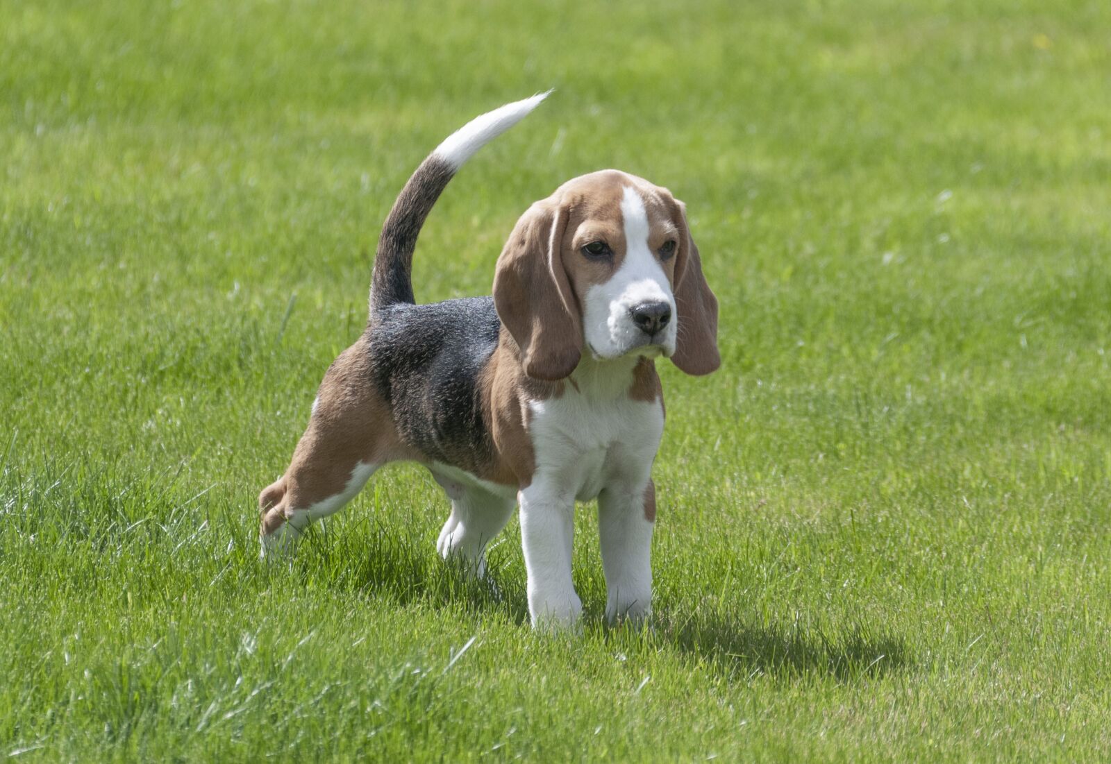 Nikon D300S sample photo. Beagle, dog, puppy photography