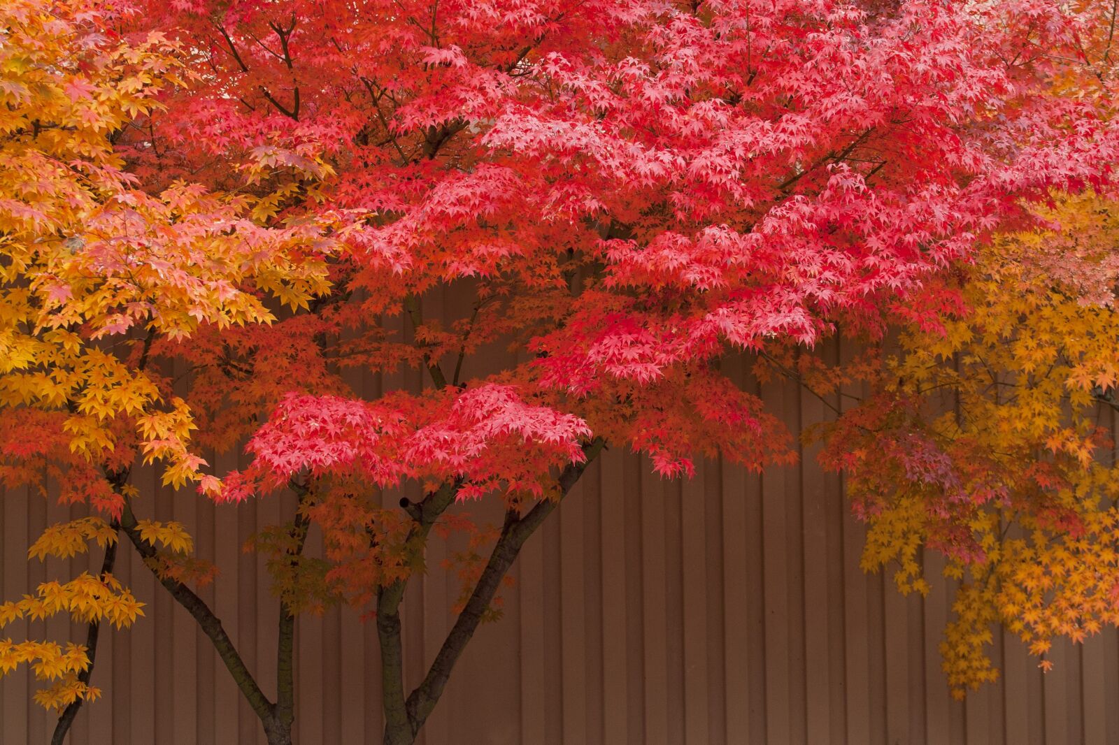 Canon EOS 5D sample photo. Autumn leaves, autumn, red photography