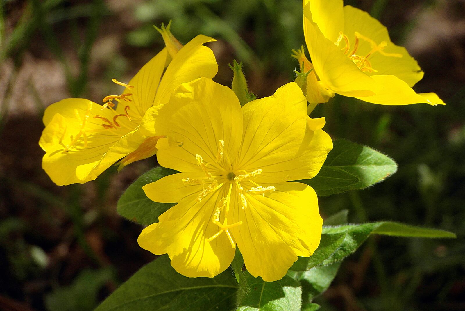 Samsung WB750 sample photo. Primrose krzewiasty, the flowers photography