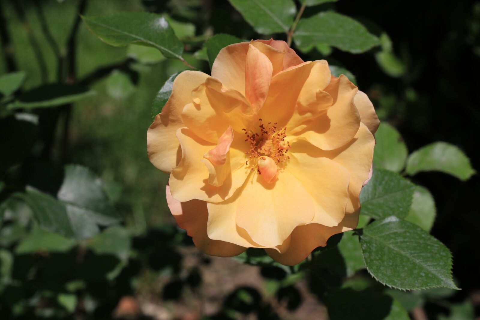 Canon EOS 70D + Canon EF 50mm F1.8 II sample photo. Yellow, flower, plant photography