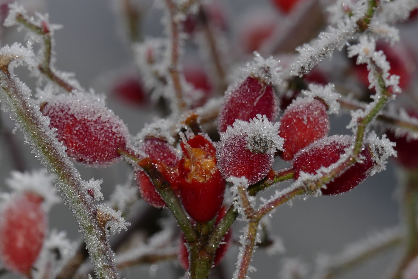 Panasonic Lumix DMC-FZ1000 sample photo. Rose hip, eiskristalle, frost photography