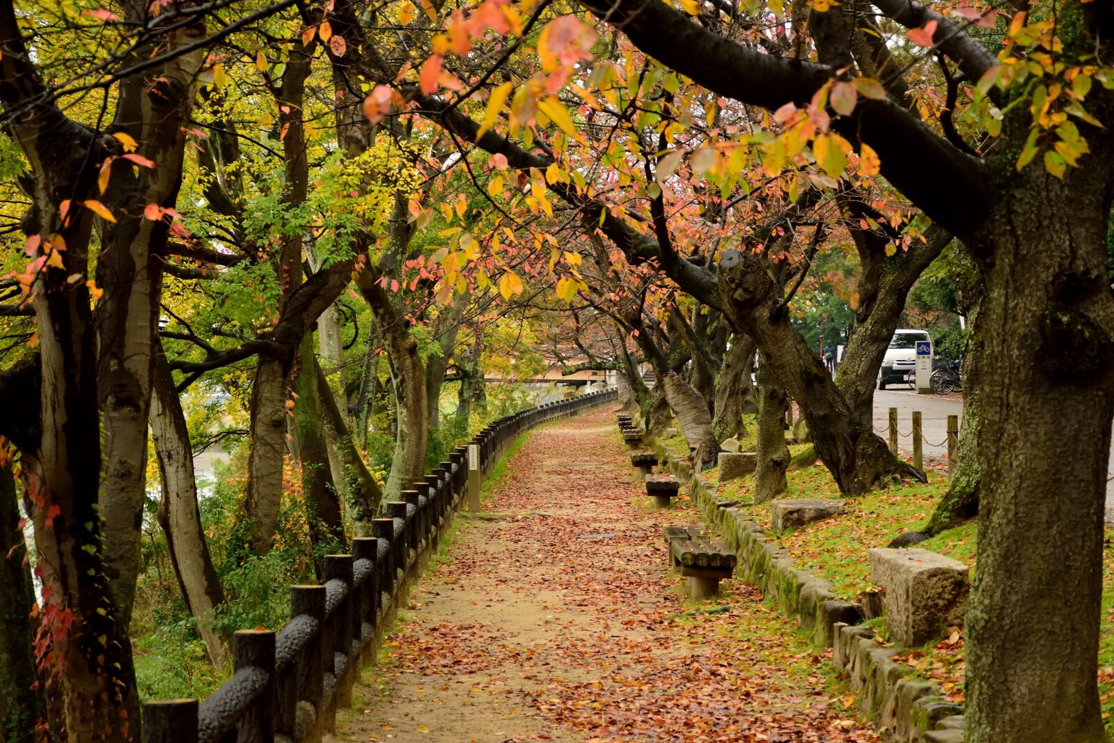 Nikon D5300 sample photo. Okayama, red, yellow photography