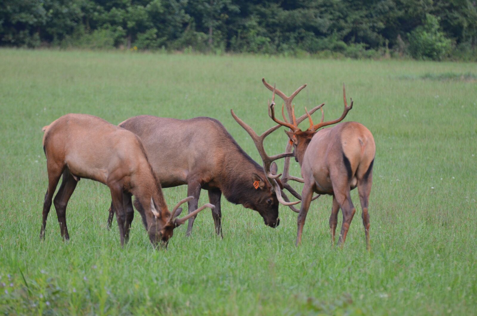 Nikon D5100 sample photo. Herd elk, momentum bull photography