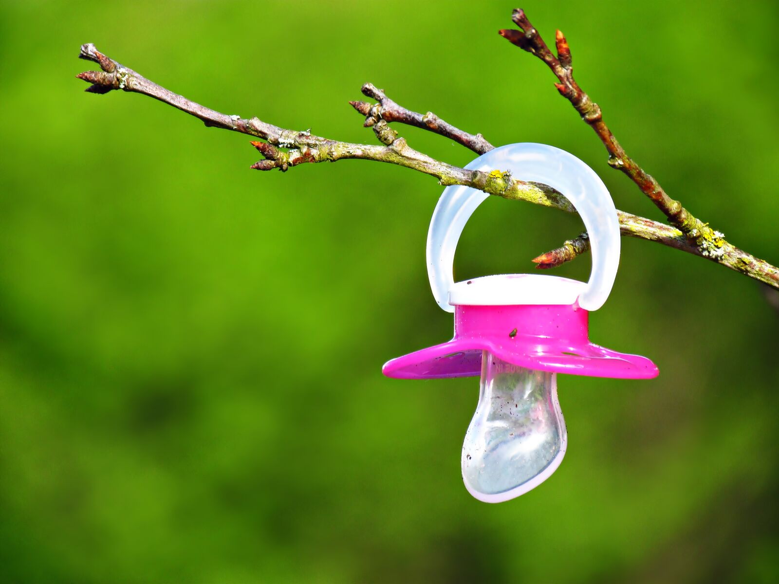 Canon PowerShot SX30 IS sample photo. Tree, pacifier, suspended photography