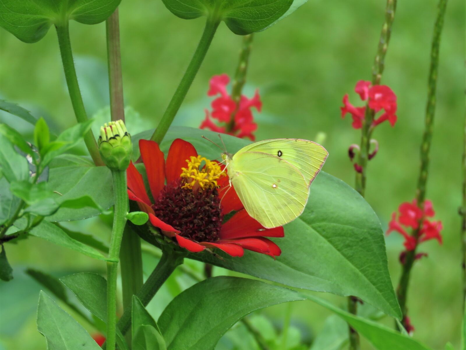 Canon PowerShot SX60 HS sample photo. Pheobus philea, yellow butterfly photography