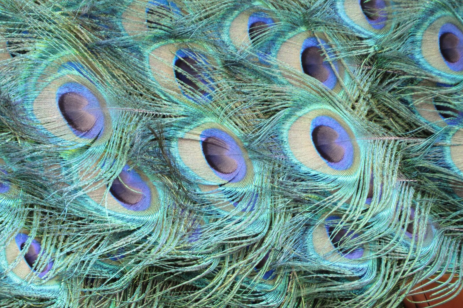Canon PowerShot SX50 HS sample photo. Peacock feathers, peacock, bird photography