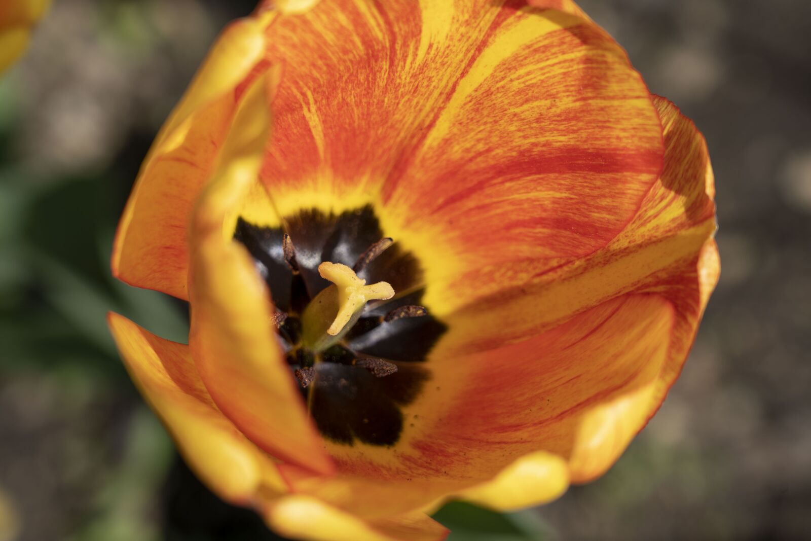 Sony FE 24-105mm F4 G OSS sample photo. Tulip, flower, garden photography