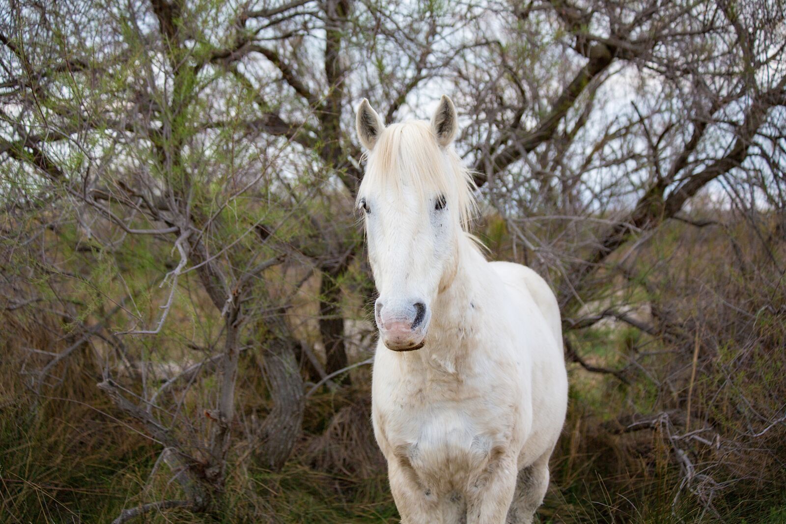 Canon EOS 5D Mark III sample photo. Horse, mane, horseback riding photography