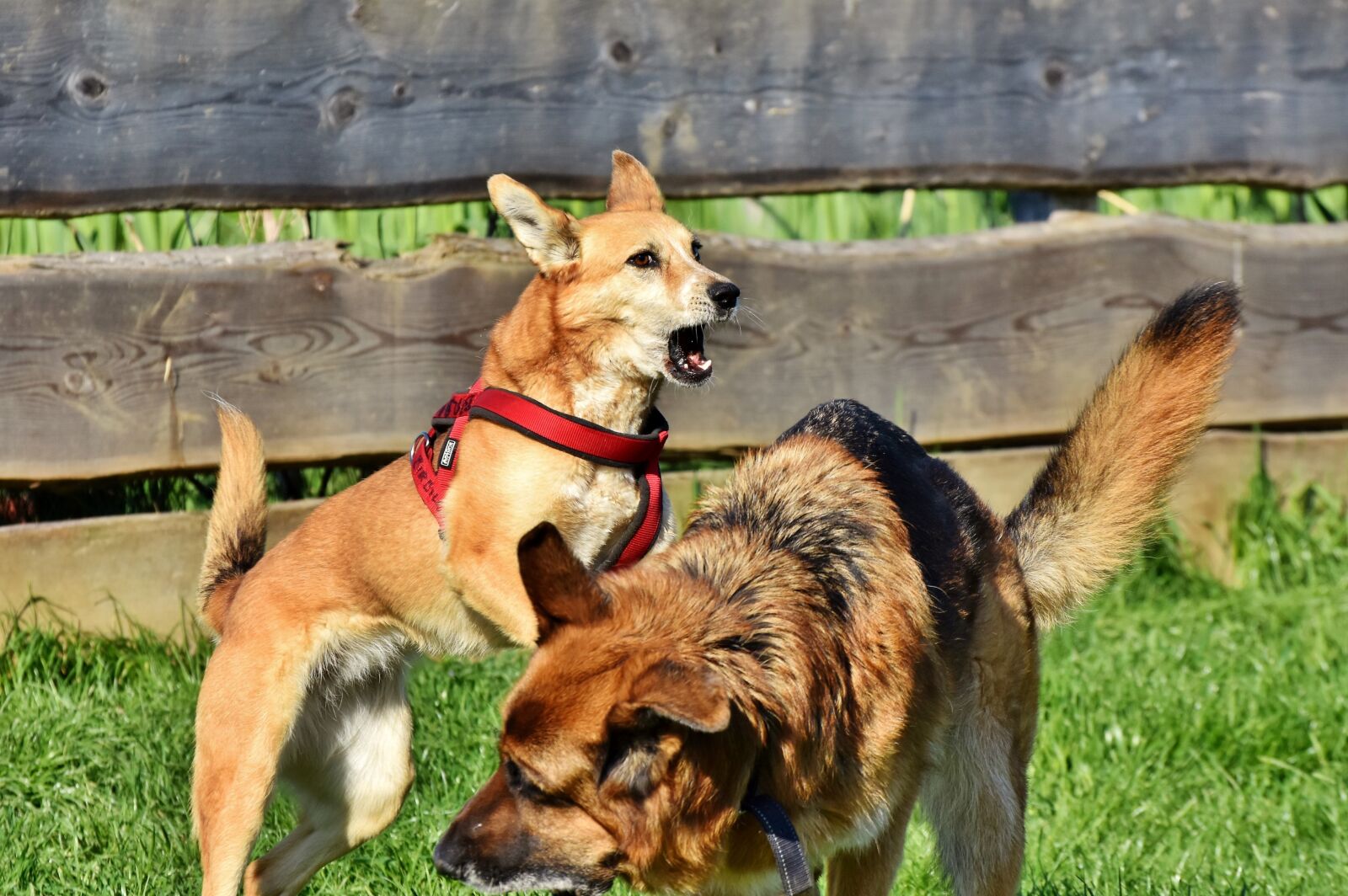 Nikon D7200 sample photo. Sch fer dog, hybrid photography