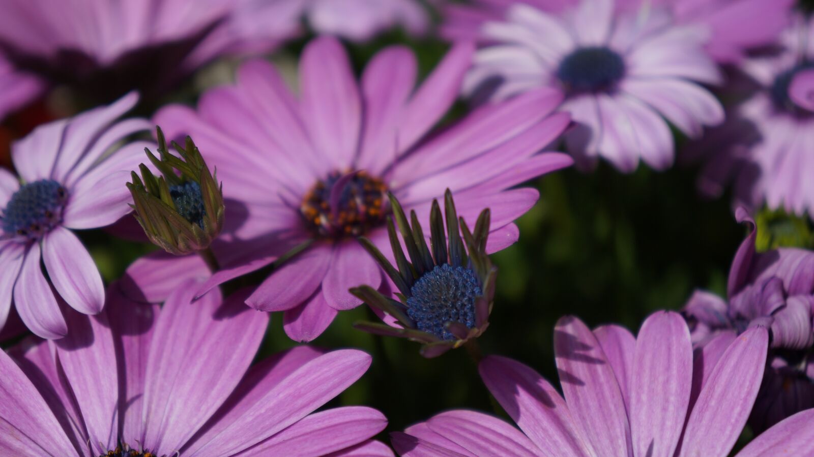 Sony Alpha a3000 + Sony E 18-55mm F3.5-5.6 OSS sample photo. Flower, flora, nature photography