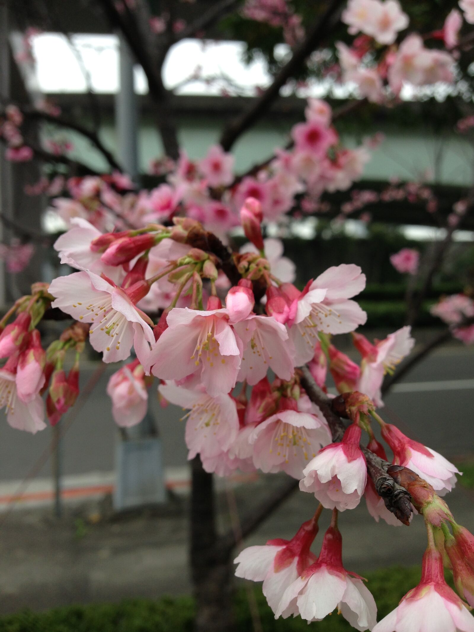 Apple iPhone 5 sample photo. Cherry blossoms, flower, plant photography
