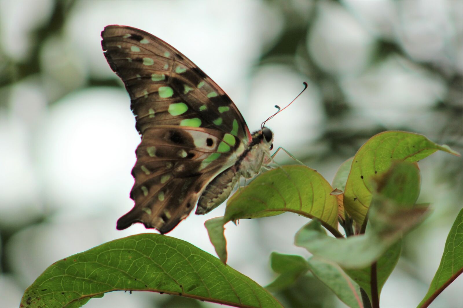 Canon EF75-300mm f/4-5.6 sample photo. Butterfly, nature, animal photography