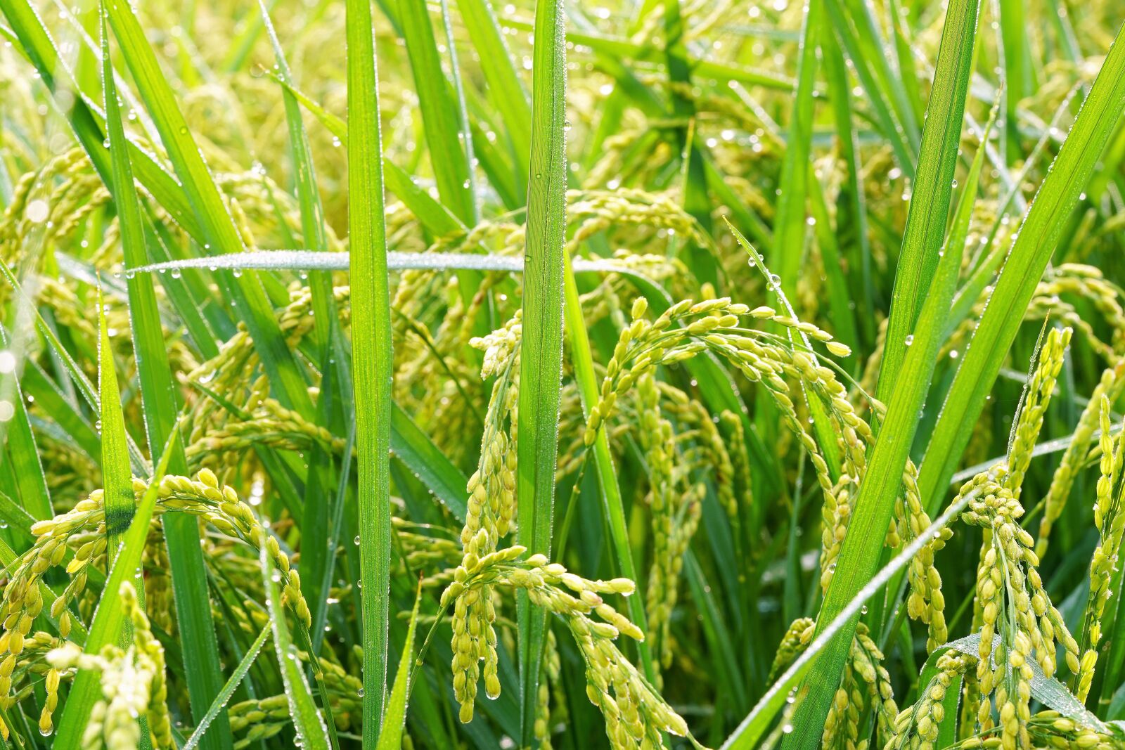 Sony a7R III + Sony FE 90mm F2.8 Macro G OSS sample photo. Dew, rice, food photography