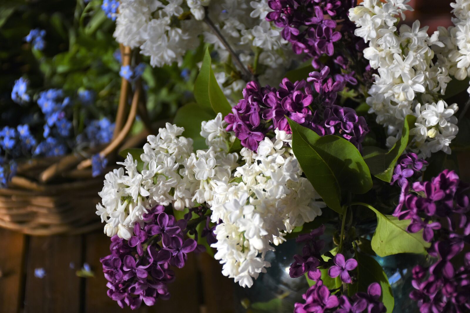 Nikon D7200 sample photo. Lilac, forget me not photography