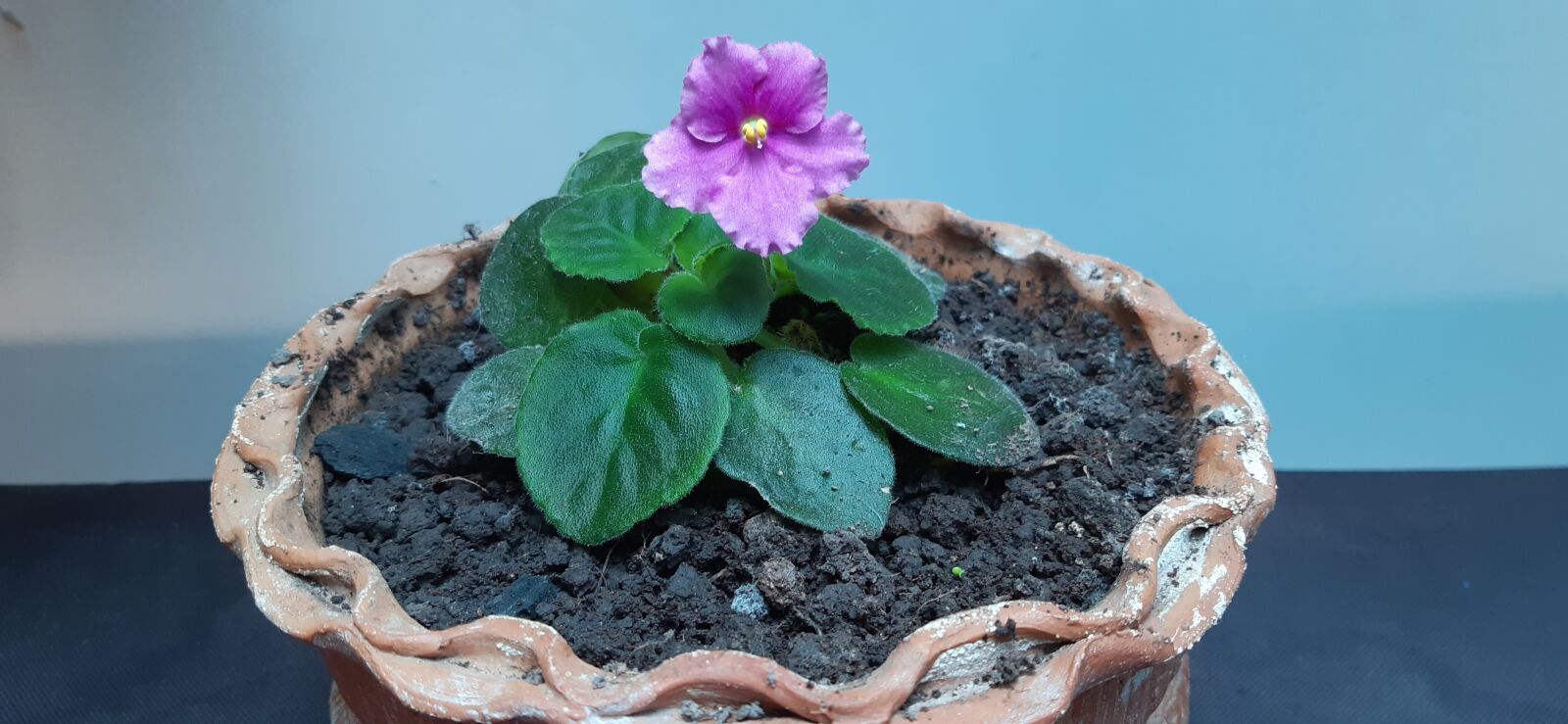 Samsung Galaxy A30 sample photo. Violet pink, flowers, violets photography