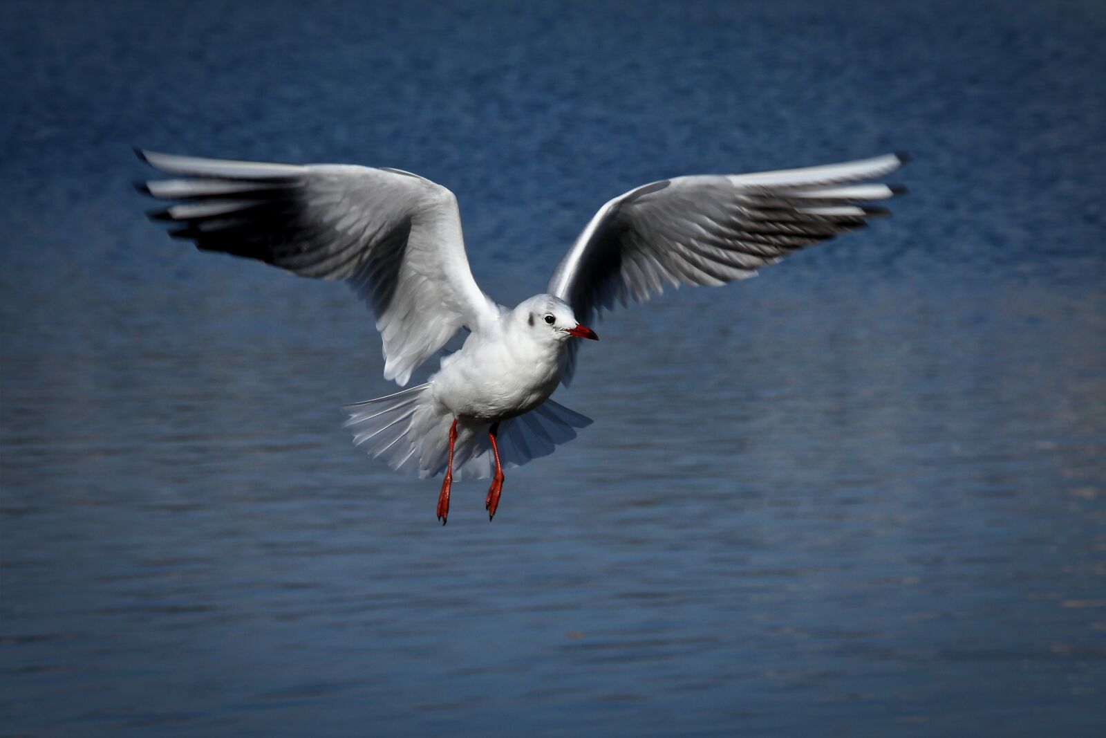 Canon EOS 7D sample photo. Bird, animal world, feather photography