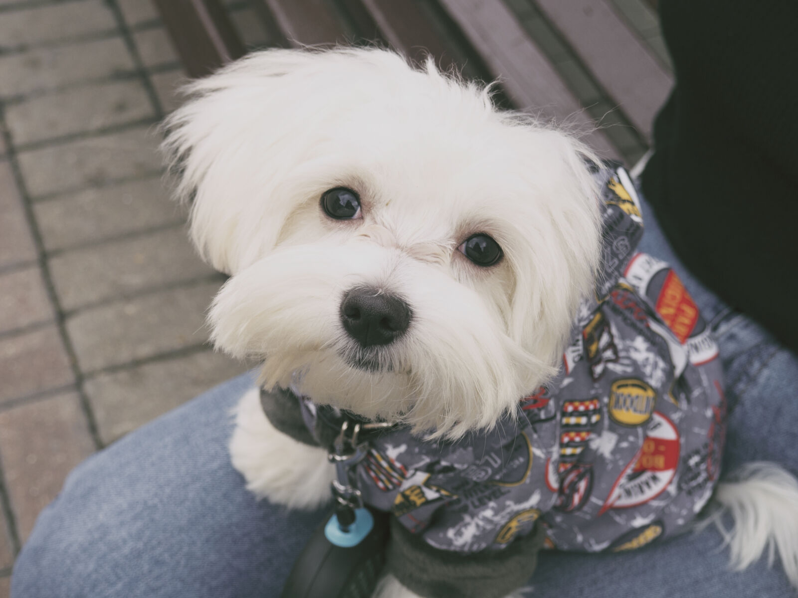 Olympus OM-D E-M10 II sample photo. White, long, cot, puppy photography