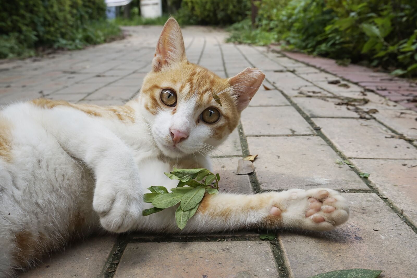 Sony Alpha a5000 (ILCE 5000) sample photo. Cat, cats, the amount photography